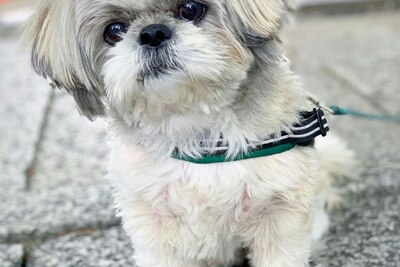 Продается социализированная собака Ши-тцу.