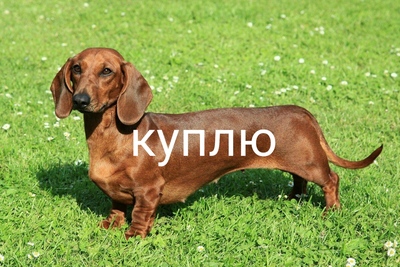 Куплю таксу