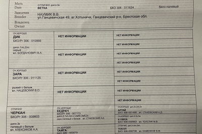 Продам подгадованаго щенка. Родители работают по копытным