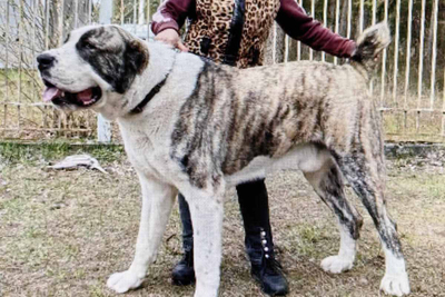 Щенки Алабая от пары чемпионов Беларуси