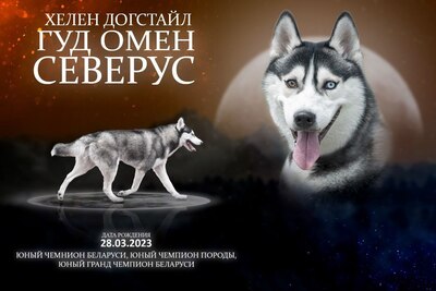 Кобель, на вязку