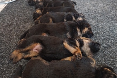 Продам щенков немецкой овчарки