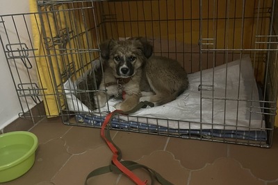 Щенок в дар