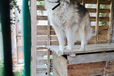 Собаки