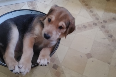 Продаются щенки русской гончей