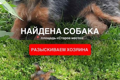 Очень милая и контактная девочка ищет добрые ручки и новый дом.