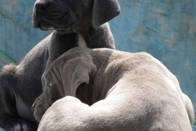 Щенки Кане Корсо