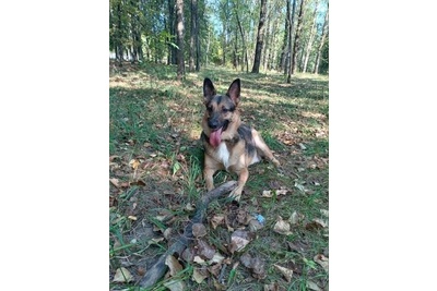 Собаки