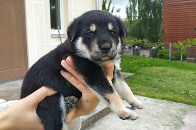 Щенки в дар!