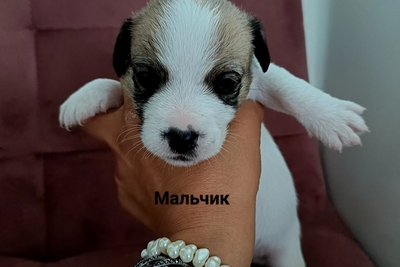 Щенки джек рассел