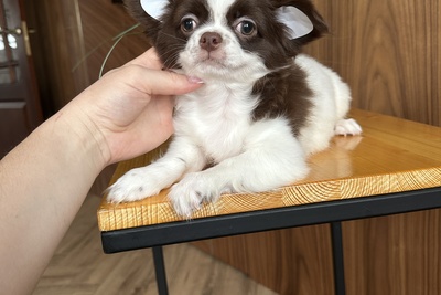 Мальчик чихуахуа