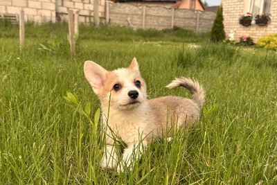 Вельш корги