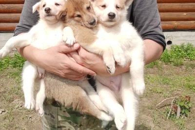 ЗСЛ