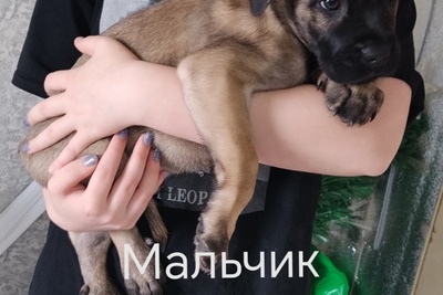 Продам щенков Кане-Корсо