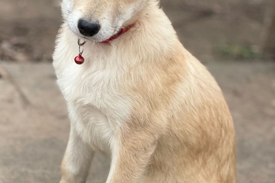 Шива ищет семью.