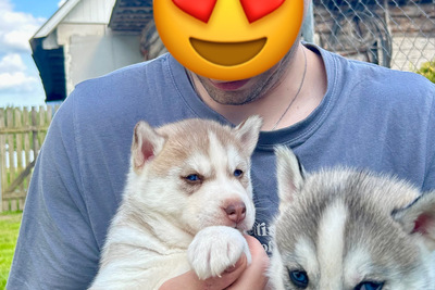 Продажа щенков Хаски
