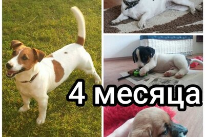 Продам щенков Джек Рассел терьер
