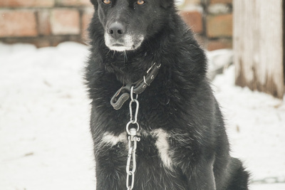 Собаки