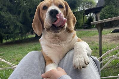 Продаётся девочка бигль