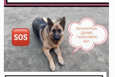 Ищем овчарку Скай дев чепрачная