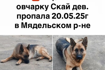 Пропала овчарка дев Скай