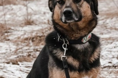 Собаки