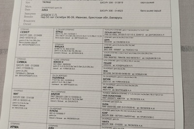Продам молодую суку ЗСЛ от ПЧ