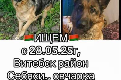28 мая пропала собака породы немецкая овчарка.