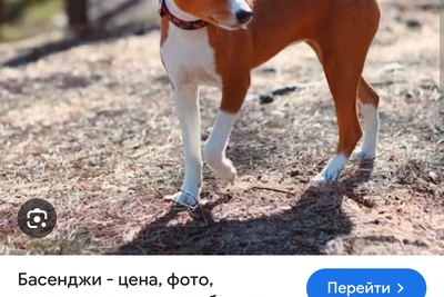 Басенджи