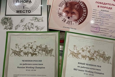 Щенок ягдтерьера,кобель