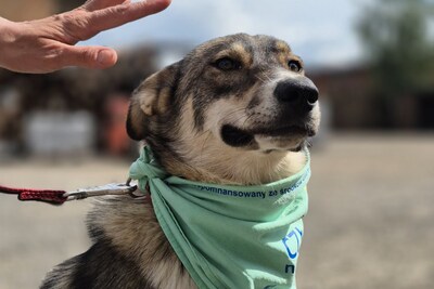 Щенок Ляля очень ждёт свою семью