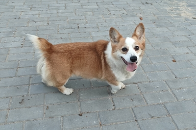 Вельш корги пемброк