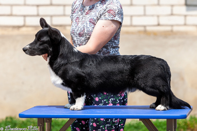 Вельш корги кардиган
