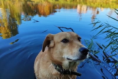Собаки