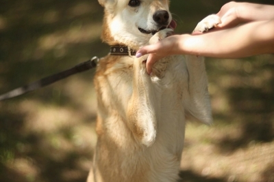 Собаки