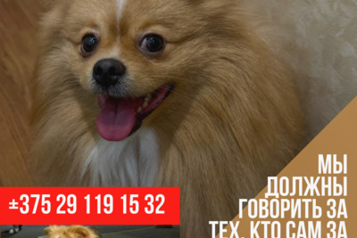 Найден рыжий шпиц в Шабанах