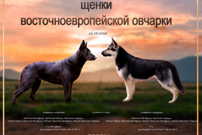 Щенки восточноевропейской овчарки, ВЕО