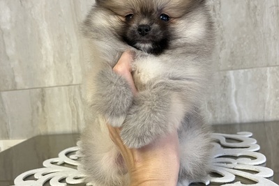 Мальчик померанский шпиц