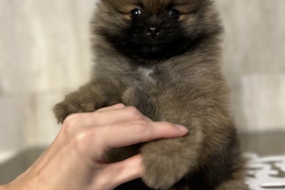 Мальчик померанский шпиц