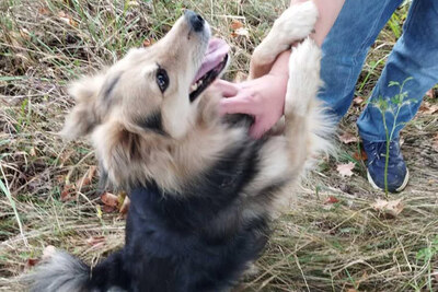 Собака Мишка в дар, ищет дом, передержку, сос