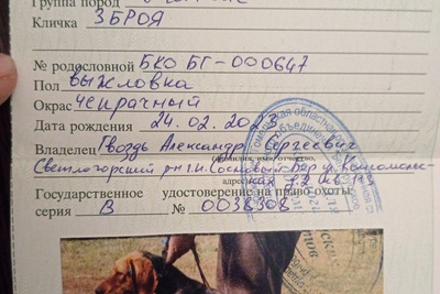 Продам выжловку белоруско-гончаю