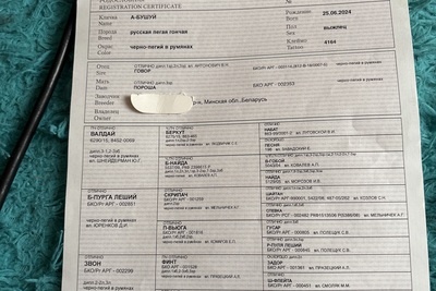 Продается собака