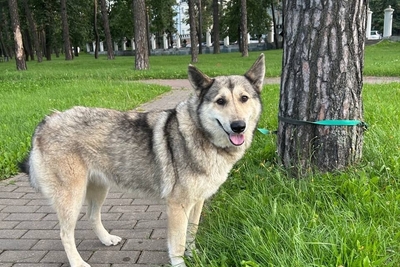 Собаки