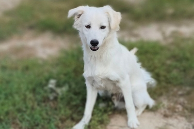Собаки