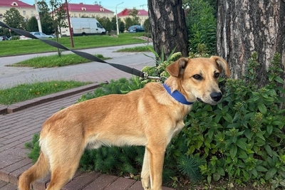 Собаки