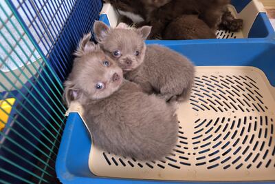 Чихуахуа мальчики и девочки шоколадные д/ш черно-белые, лиловые, крем