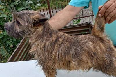 Щенки керн-терьера