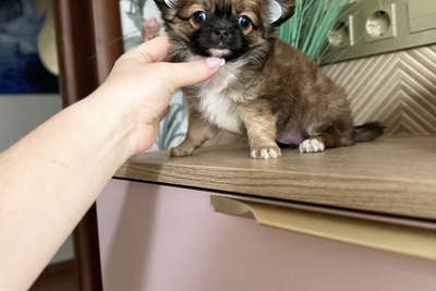 Мальчик чихуахуа