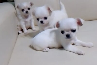 Чихуахуа мальчики и девочки крем , белые шоколадные д/ш черно-белые, л