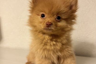 Померанский шпиц